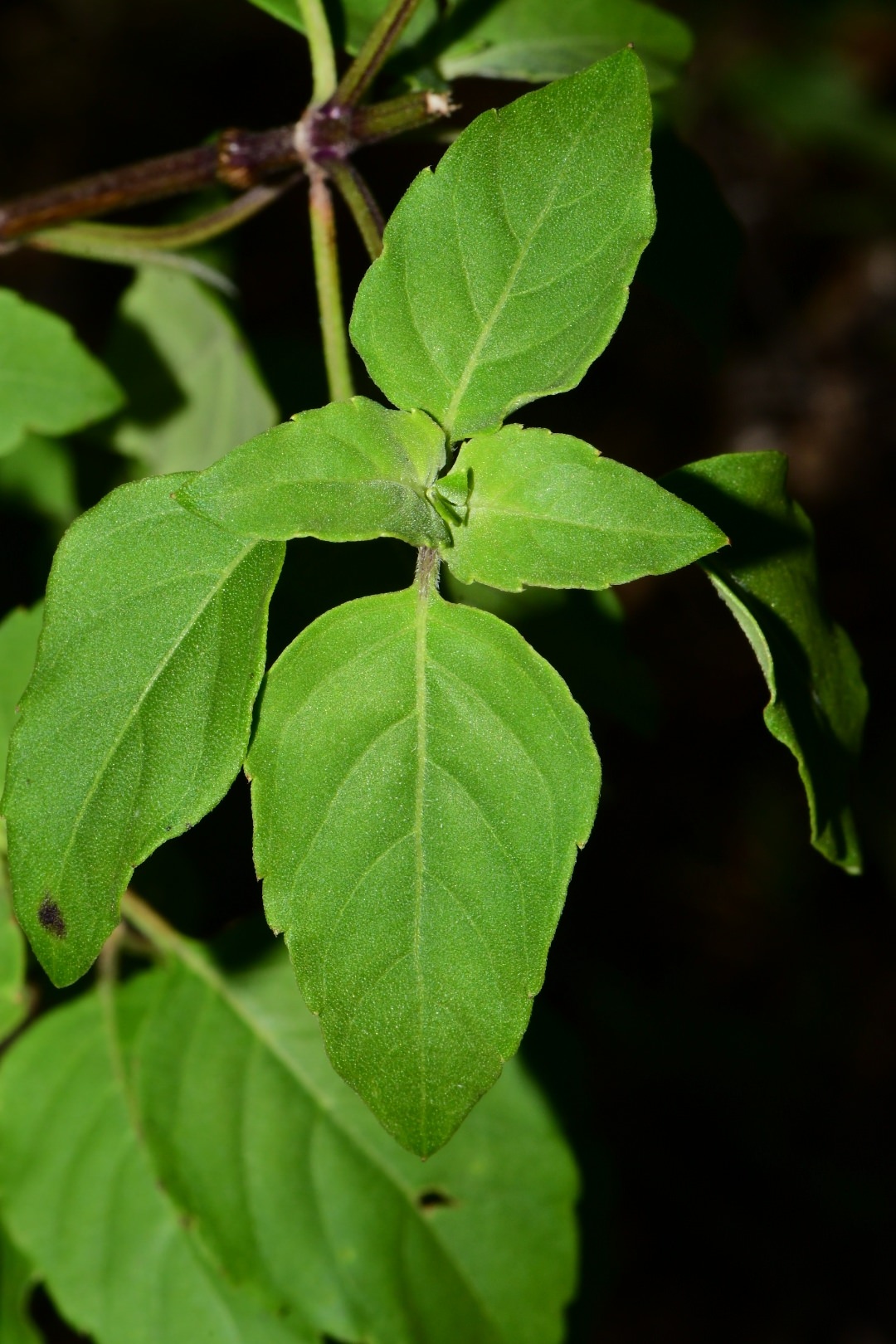 Ocimum campechianum